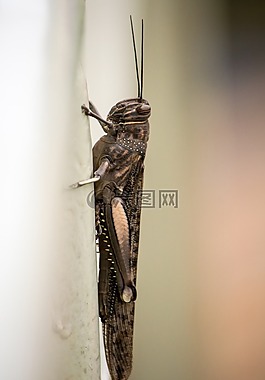 昆蟲,蝗蟲,動(dòng)物