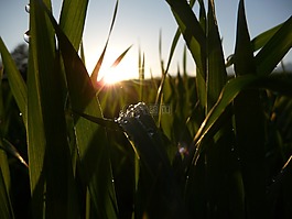 下降,夏,場