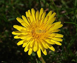 蒲公英,花,黃色