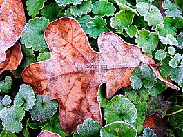 叶,秋,季节