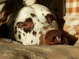 dalmatians,狗,動物