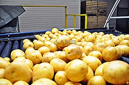 土豆,排序,洗菜