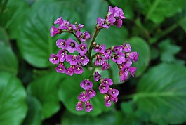 花,天堂,葉