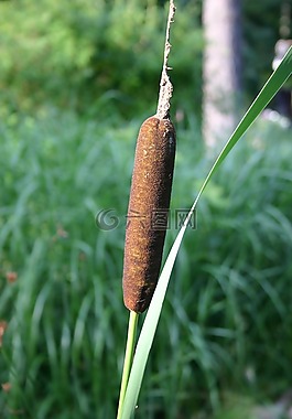 香蒲,沼澤,性質(zhì)