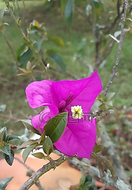 花,鮮花,性質(zhì)