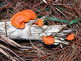 紅朱砂,成闊葉樹,橙色