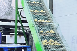 生產(chǎn)線,土豆,排序