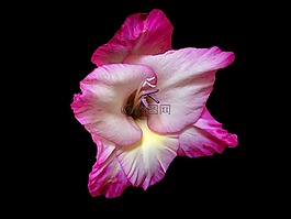 剑兰,花,花瓣
