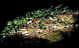 藤,陰影,性質(zhì)