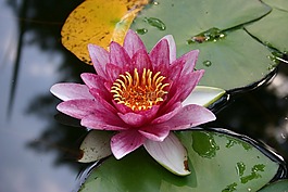 睡蓮,獨(dú)獨(dú)黃,花園池塘