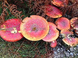 菌類,戶外,自然