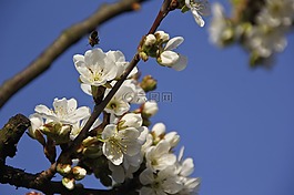 花卉,布卢姆,樱花