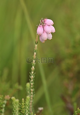 贝尔希瑟,石楠,厂