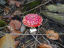 飛木耳,性質(zhì),森林