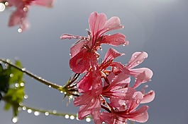 天竺葵,花卉,紅色花