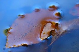 葉子,水,秋季