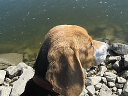 小猎犬,狗,猎犬