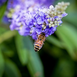 蜜蜂,叶甲虫,蜜蜂在花上