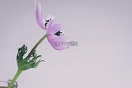 ?？?鮮花,開花