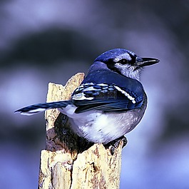 藍鳥,鳥,自然