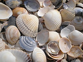 海,海灘,假期