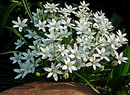 花,白,植物