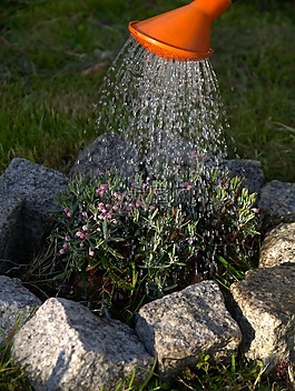 澆水,園藝,植物