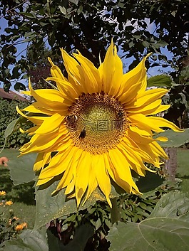 太陽花,夏季,蜜蜂