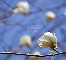 玉兰,白色的玉兰,白色的花