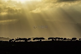樹,植物,查看