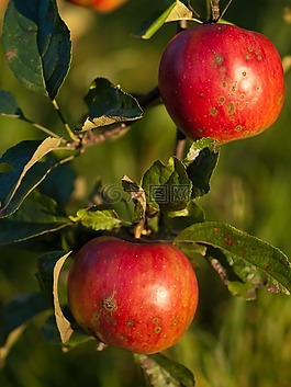 蘋果,收藏,紅色