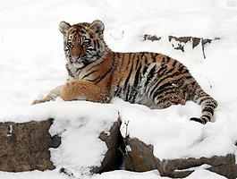 虎崽,虎,雪