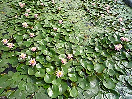 荷花,植物,花朵