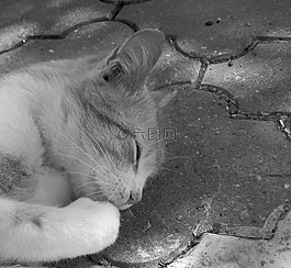 貓,tomcat的,動物