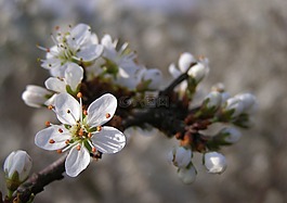 春,鮮花,白