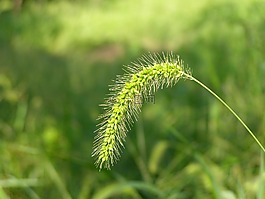 大自然,夏天,植物