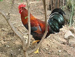 公雞,經(jīng)濟,村