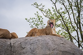 獅子,母獅,野生