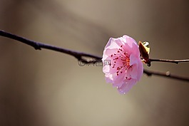 花,開花,花的