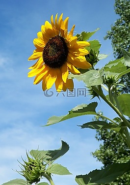 向日葵,花,戶外