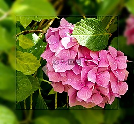 鮮花,粉紅色,花