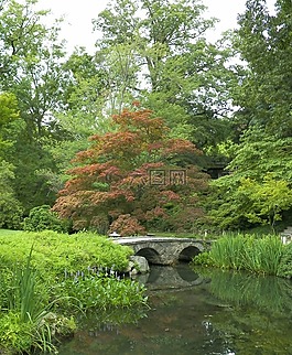 花園,樹,日本
