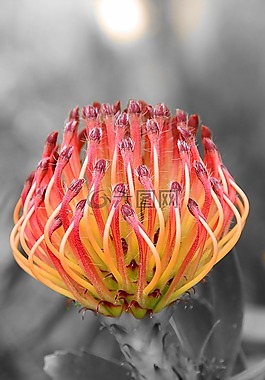 花,植物群,廠