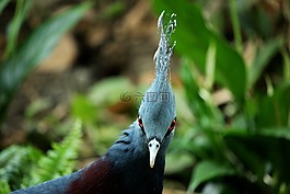 鳥(niǎo),自然,野生動(dòng)物
