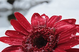 非洲菊,開花,花