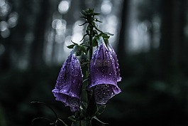 花,盛開,花瓣