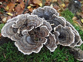 秋季,蘑菇,樹菌