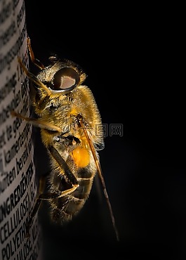 dronefly,特寫,昆蟲(chóng)