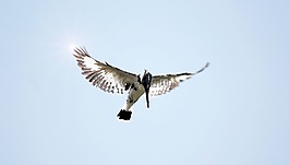 飛行,鳥,翠鳥