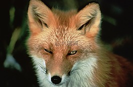紅狐,動物,野生動物
